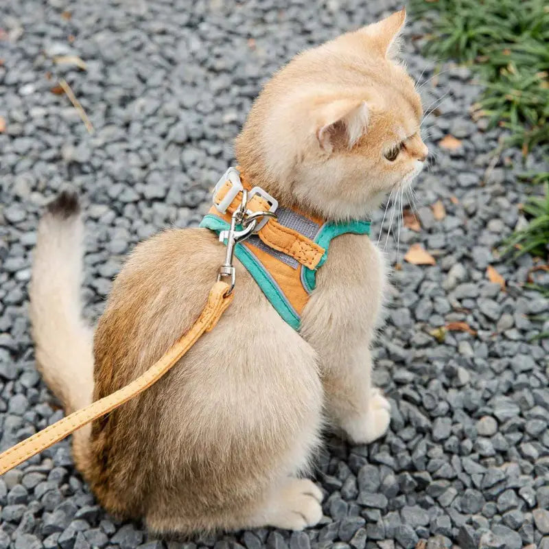 Cat Leash